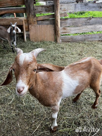 Козлята от нубийского козла