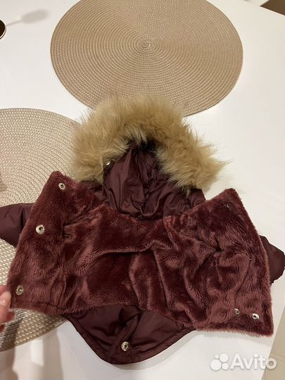 Одежда для чихуахуа