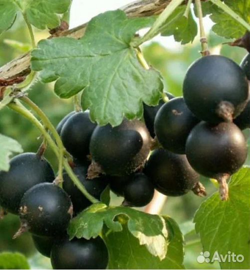 Саженцы йошты