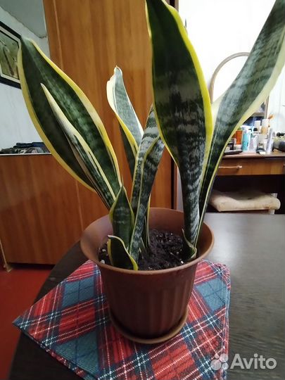 Сансевиерия