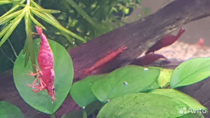 Креветки Cherry Red Fire