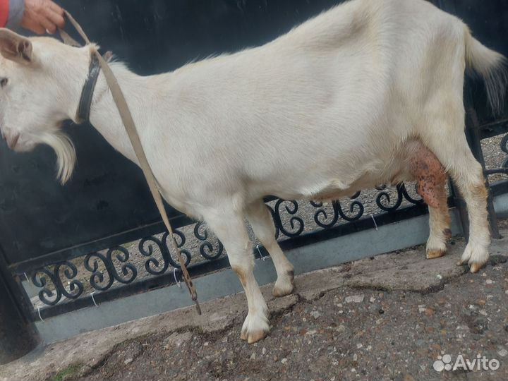 Зааненские козы дойные смесь с нубиийским
