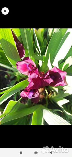 Ирисы карликовые