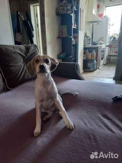 Щенок в добрые руки бесплатно