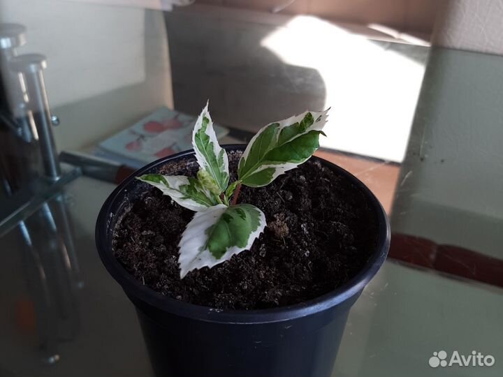 Гибискус вариегатный карновал