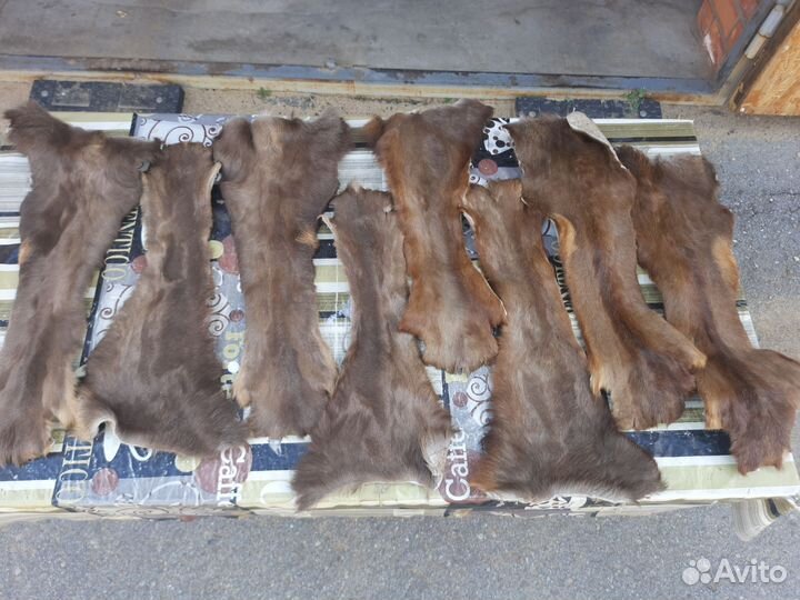 Камус шкурка