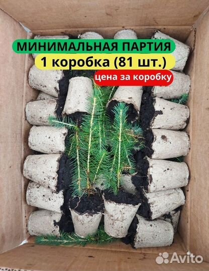 Саженцы сосны зкс от производителя