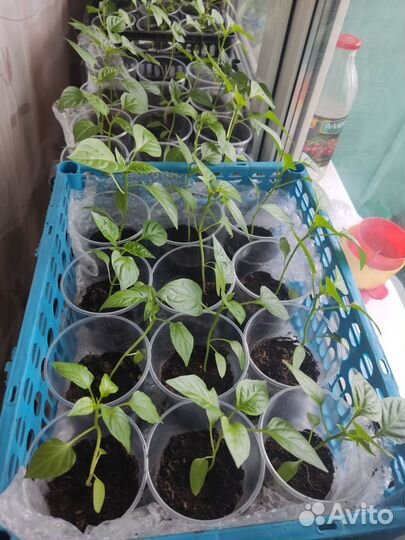 Перец красный сладкий