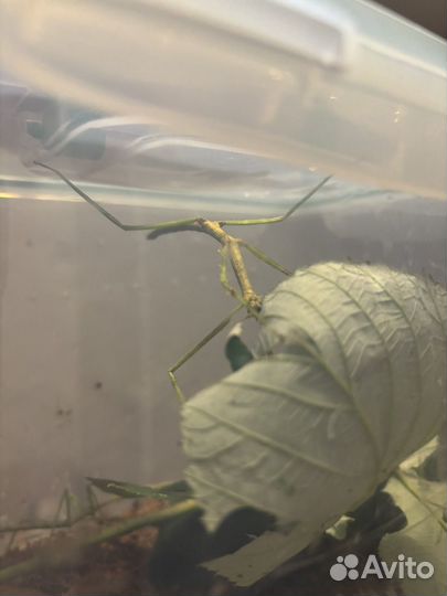 Палочник 2 штуки