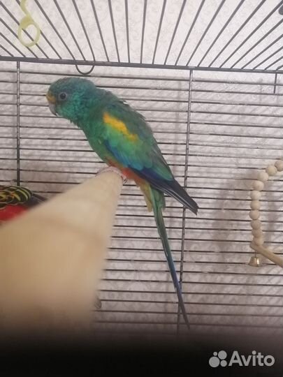 Попугай розелла