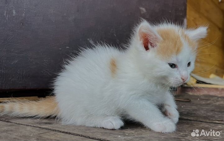 Кошка в дар