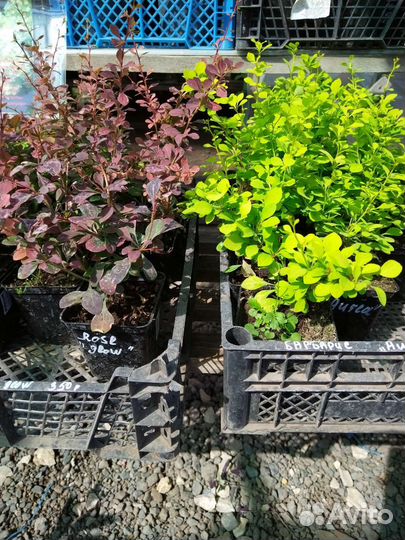 Барбарис тумберга