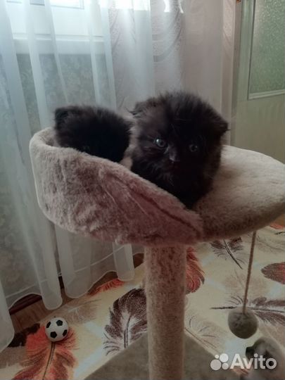 Шотландская вислоухая