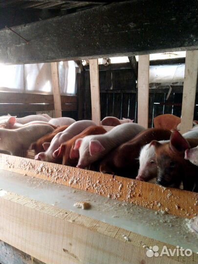 Поросята