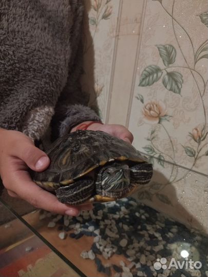 Красноухая черепаха с аквариумом