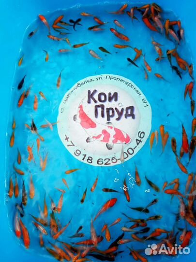 Карп Кои 3-4см