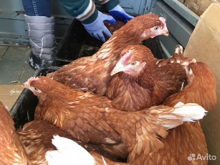 Продажа курочек прямо с фермы