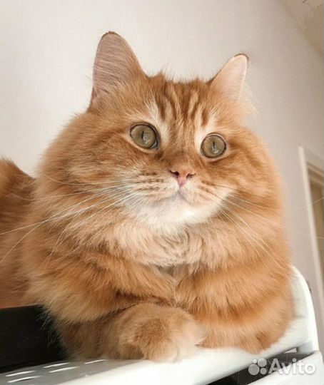 Рыжий котик