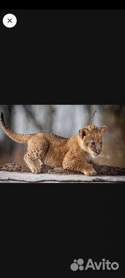 Удаление фона с фото