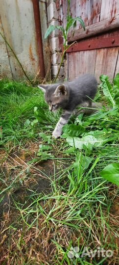 Котёнок мальчик