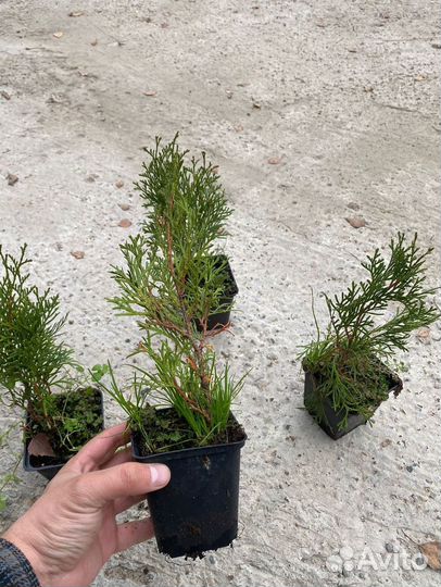 Туя Смарагд горшок Р9