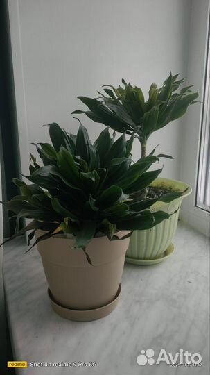 Драцена Джанет крейг