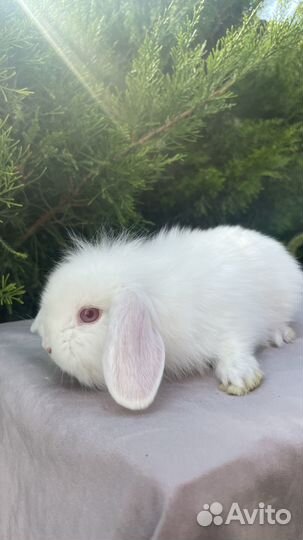 Вислоухие малыши