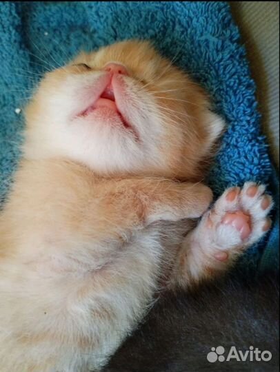 Чистокровные экзоты