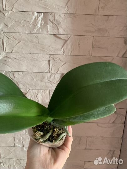 Орхидея Fangmei A Hot (peloric) 2.5''