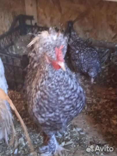 Петушки мини