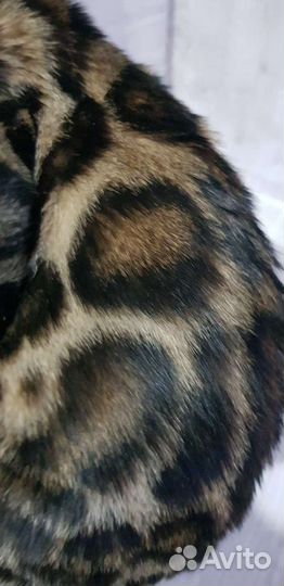 Бенгальский котенок