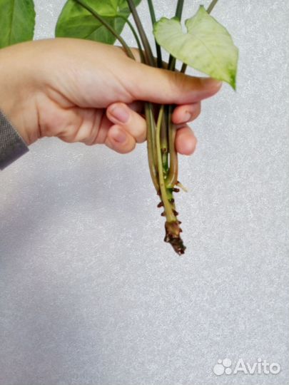 Сингониум Вайт Баттерфяляй