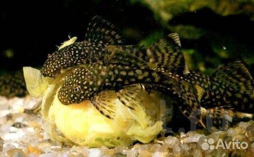 Анциструсы