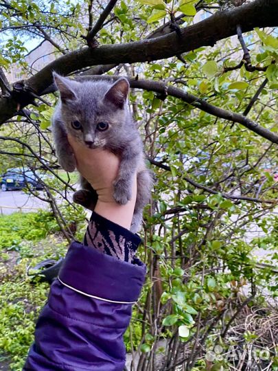 Кошка в дар бесплатно