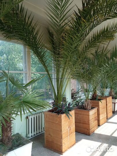 Продаем пальму