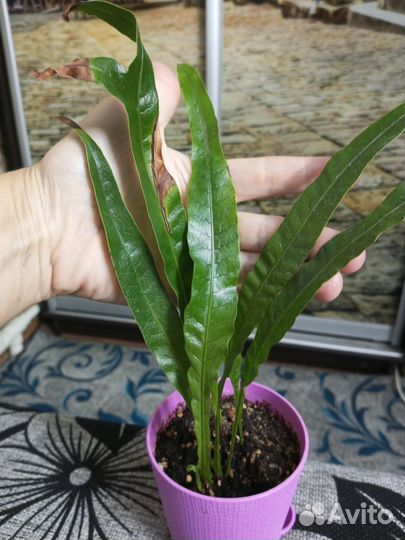 Папоротники