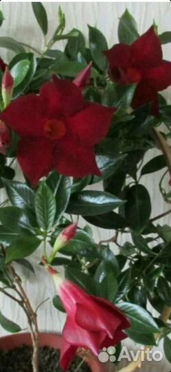 Диплодения бордовая