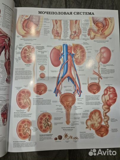 Большой атлас анатомии человека