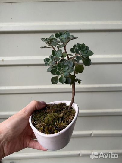 Аихризон, Суккулент, подарок