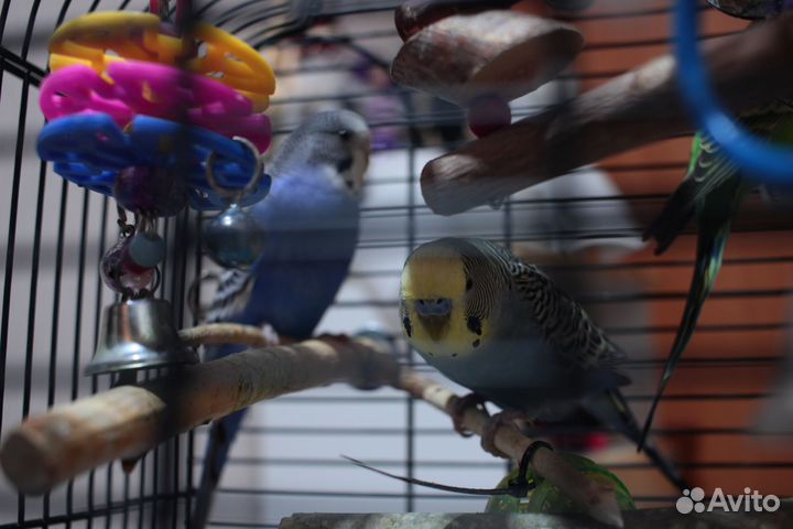 Волнистый попугай