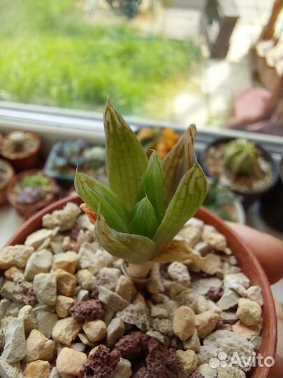 Хавортия симбиформис, купера, травянистая, гастер