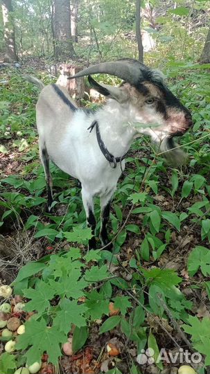 Козел на вязку