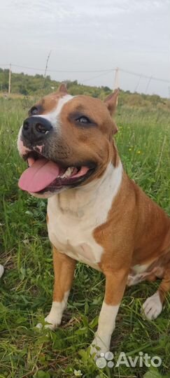 Амстафф вязка