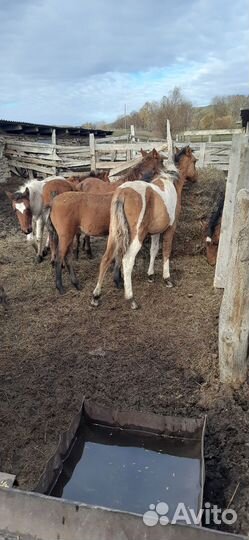 Жеребята 8-9 месяцев, жеребец полутяж