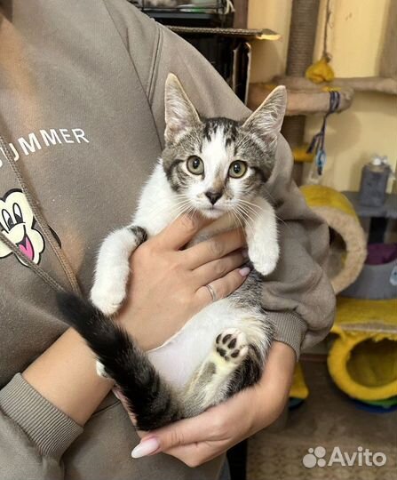 Сладкий мальчик Зефир