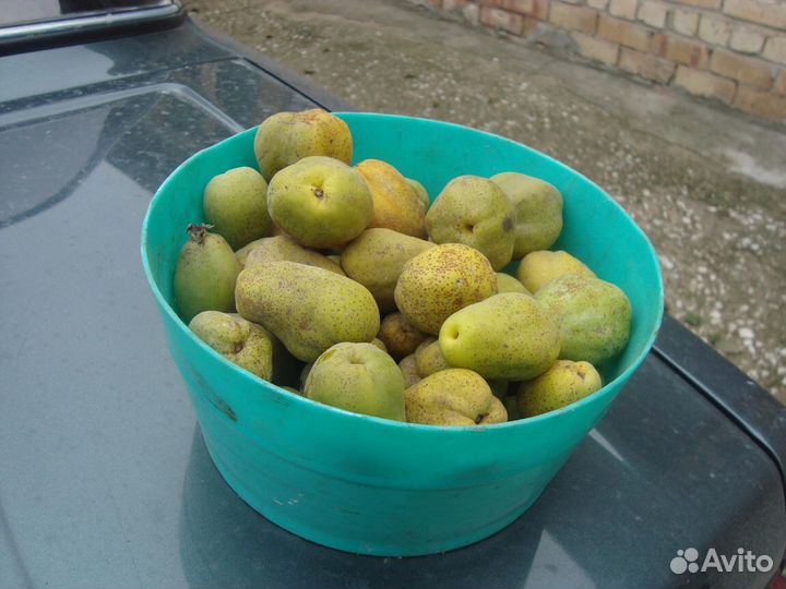 Жимолость садовая, клубника