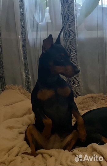 Цвергпинчер