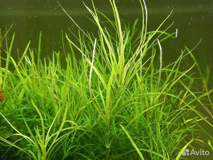 Погостемон октопус