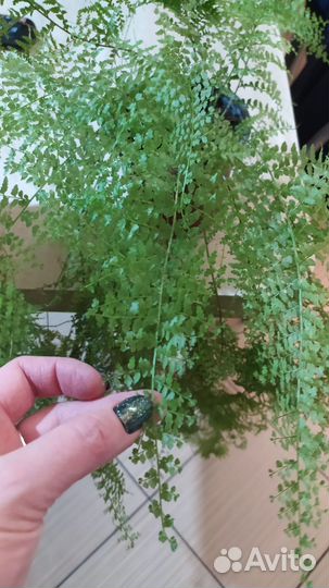 Папоротник нефролепис с разными вайями