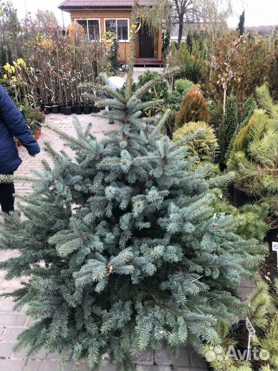 Голубая ель